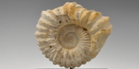 Jurassic Ammonite with Polished Orthoceras Base