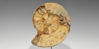 Polished Ammonite Slice