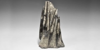 Silurian Orthoceras Block