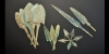 Bronze Arrowhead Group