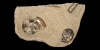 Morroccan Goniatite Fossil Slab