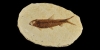 Fossil Fish