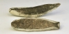 Fossil Fish Group