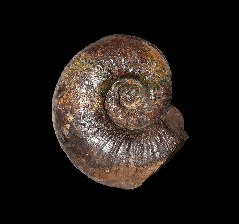 Natural History - Large British Ammonite Fossil