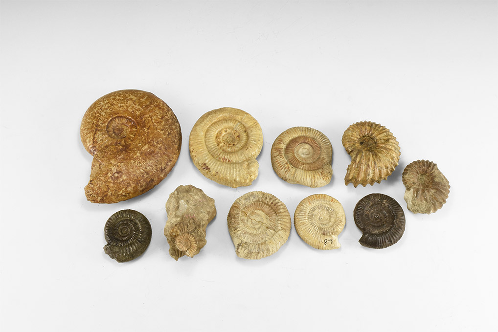 Quelle: Timeline Auctions Bild