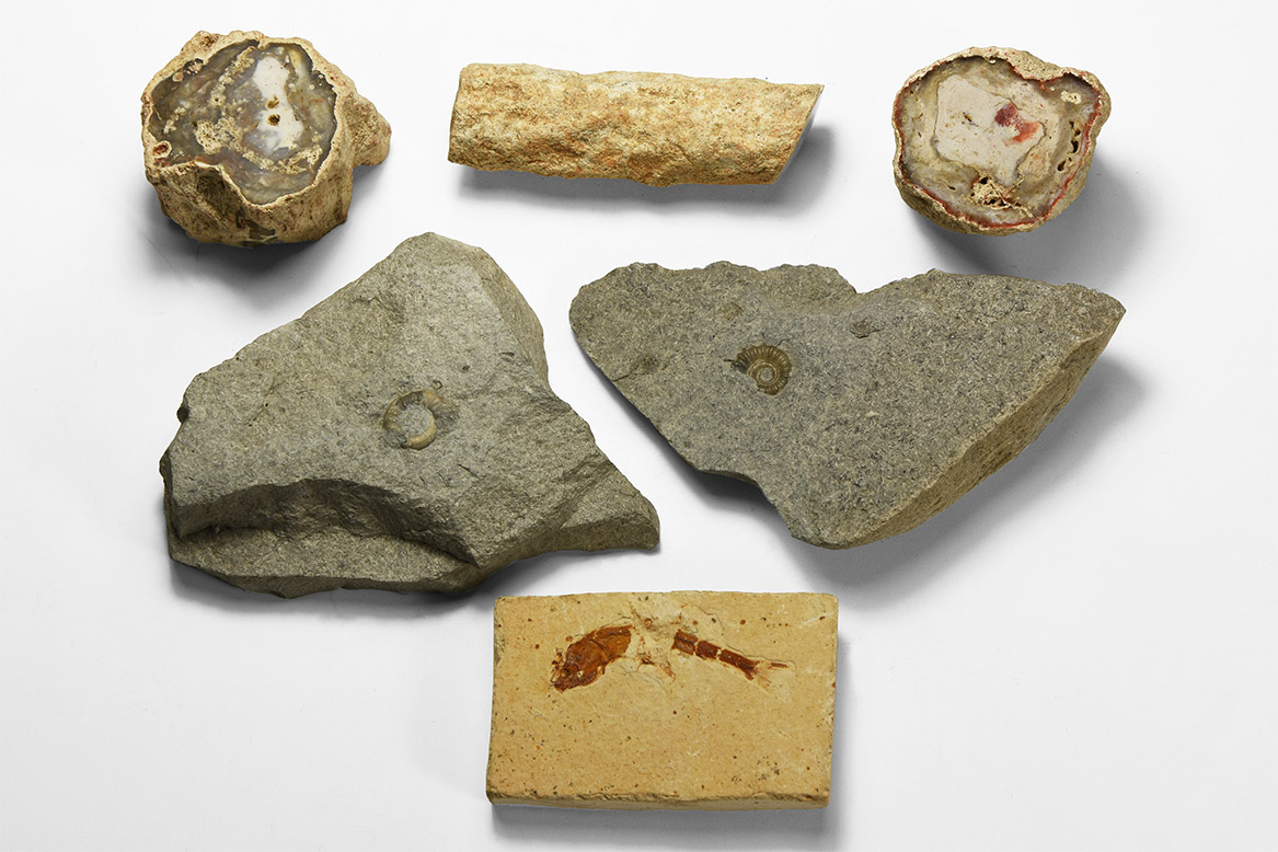 Quelle: Timeline Auctions Bild