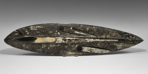 Fossil Belemnite
