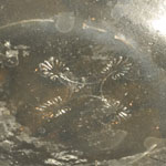 Greek - Gnathian Black Glazed Kylix