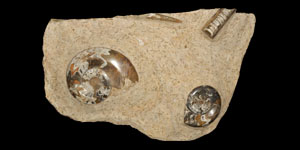 Morroccan Goniatite Fossil Slab