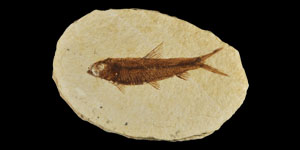 Fossil Fish